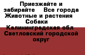 Приезжайте и забирайте. - Все города Животные и растения » Собаки   . Калининградская обл.,Светловский городской округ 